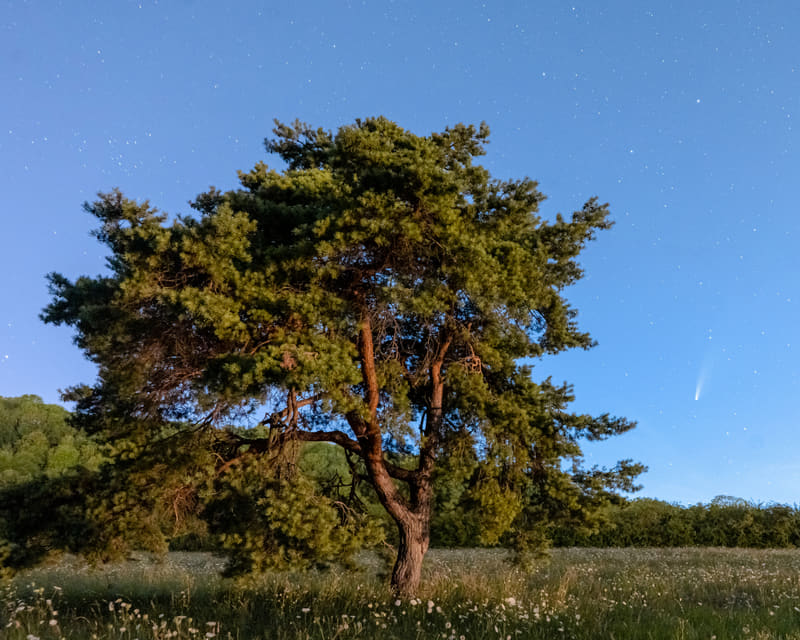 Comet Tree