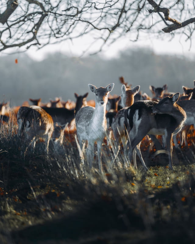 Deer Herd