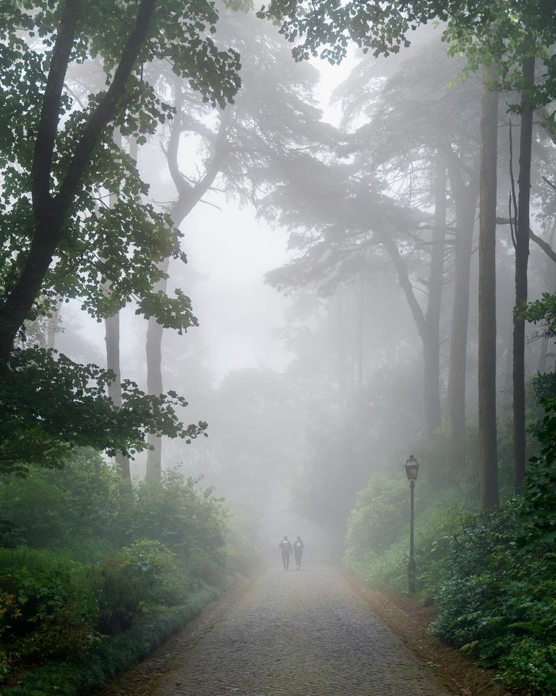 Two in the Mist