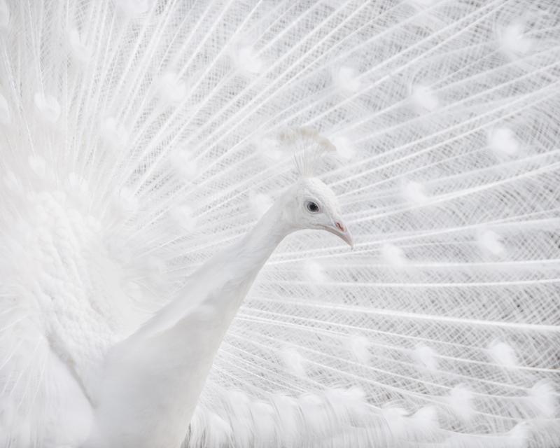 White Peacock