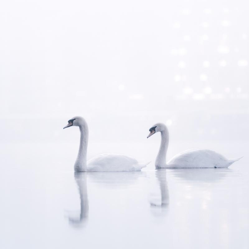 White Silence