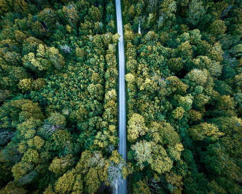 Forest Divide